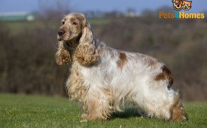 Kennel Club puppies Cocker Spaniel for sale