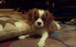 King Cavalier Charles Spaniel puppies