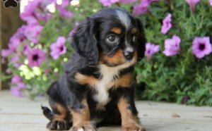 King Charles Cocker Spaniel puppy