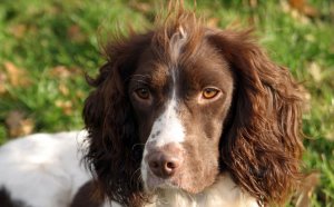 Liver & white Springer Spaniel