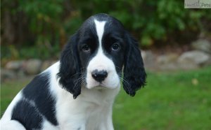 Male English Springer Spaniel puppies for sale