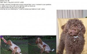 Miniature American Cocker Spaniel