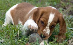 Pedigree Welsh Springer Spaniel puppies sale