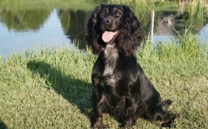 Pictures of English Springer Spaniels