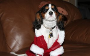 Rescue Cavalier King Charles Spaniels