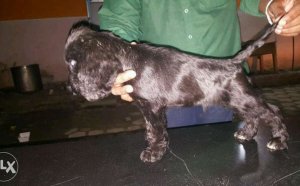 Show Type Cocker Spaniel Puppies