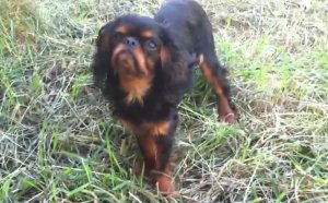 Smallest Spaniel breeds