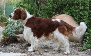 Spaniel Rescue Australian
