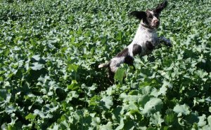 Springer Spaniel cross Labrador puppies for sale