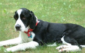 Springer Spaniel Health Problems