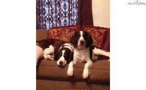 Springer Spaniel life expectancy