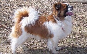 Tibetan Spaniel Club of America