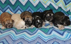 Tibetan Spaniel Puppies sale