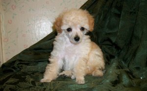 Toy Cavalier King Charles Spaniel for sale