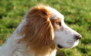White Spaniel