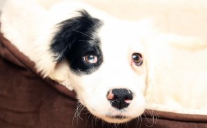 White Springer Spaniel
