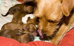 Worker Cocker Spaniel puppies