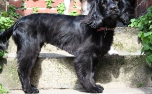 Working Cocker Spaniel grooming