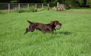 Working Cocker Spaniel size