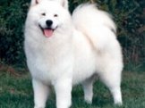 Samoyed