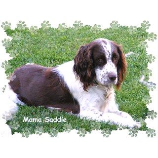 Springer Spaniel Pups