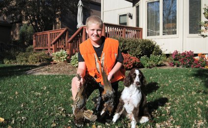 Springer Spaniel puppies for sale in Minnesota