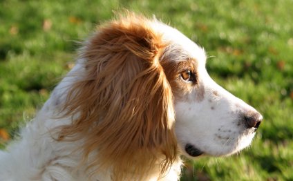 White Spaniel