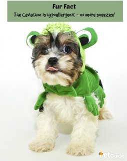 The Cavachon is a hybrid of the Cavalier King Charles Spaniel and Bichon Frise breeds