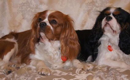 Cavalier King Charles Spaniel lifespan