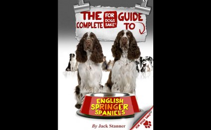 English Springer Spaniel Adoption