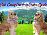 American Cocker Spaniel Adoption