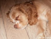 American Cocker Spaniel dog