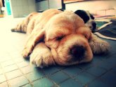 American Cocker Spaniel images