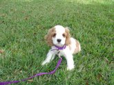 American Cocker Spaniel puppies for Adoption