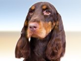 American Field Spaniel