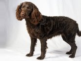 American Water Spaniel Pictures