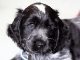 Blue roan English Cocker Spaniel