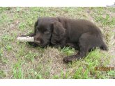 Boykin Spaniel Rescue Society