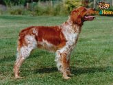 Brittany Springer Spaniel puppies for sale