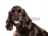 Brown American Cocker Spaniel