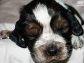 Brown Springer Spaniel puppies