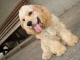 Buff American Cocker Spaniel