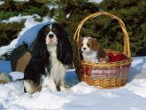 Cavalier King Charles Spaniel Adult
