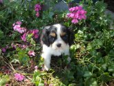 Cavalier King Charles Spaniel Breeders Brisbane