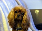 Cavalier King Charles Spaniel cost