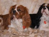 Cavalier King Charles Spaniel lifespan