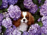 Cavalier King Charles Spaniel Michigan