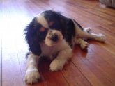 Cavalier King Charles Spaniel Wisconsin