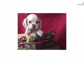 Cocker Spaniel for Sale in Florida