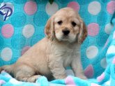 Cocker Spaniel mix puppies